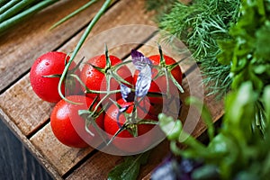 Ripe juicy beautiful tomatoes with water drops on a dark background close-up. Natural texture of vegetables and greens, parsley, o