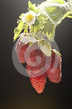 Ripe juicy berries on black background