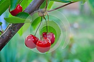 Ripe juicy berries of cherries on branches of tree_