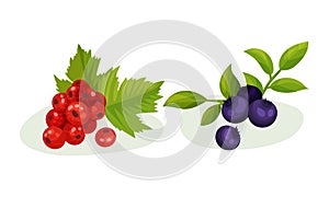 Ripe and Juicy Berries with Green Leaves Vector Set