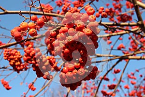 Ripe juicy berry red mountain ash on branches in the garden