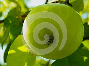 Ripe juicy bright green apple ripening on the tree in the garden