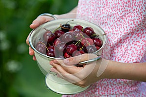 Ripe juicy cherries in a pot in children`s hands