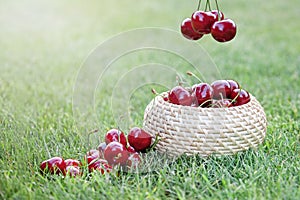 Ripe juicy cherries in a wicker basket on green grass