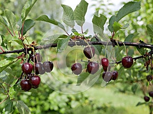 Ripe juicy cherry maroon on a branch with green leaves in the garden on a Sunny summer day after the rain.  Harvest berries. Raind