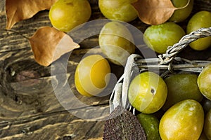 Ripe juicy colorful yellow and green plums in vintage wicker basket. Dry leaves. Dark wood background. Still life, copy space.