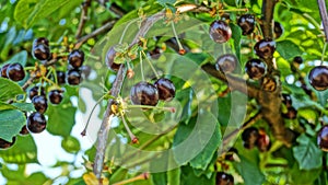 Ripe and juicy dark cherries