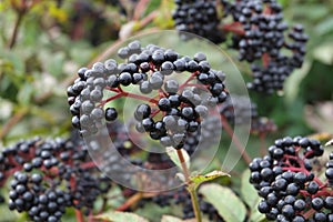Ripe and juicy elder-berries