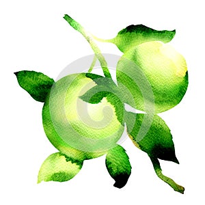 Ripe juicy green apples with leaves on a branch, organic apple branches, fresh fruits isolated, hand drawn watercolor