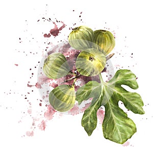 Ripe, juicy green figs whole fruit, lief on watercolor splashes background. Hand drawn illustration