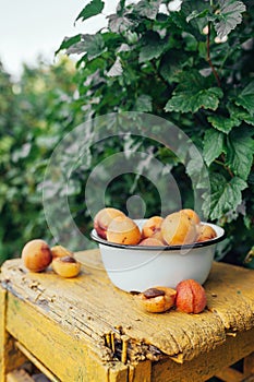 Ripe juicy homemade apricots with cracks and flaws in the plate on a yellow wooden chair in the green bushes of the garden