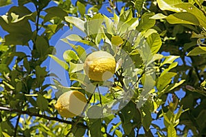 Ripe juicy lemons on the tree