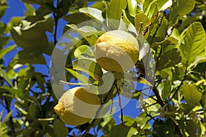 Ripe juicy lemons on the tree