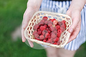 ripe juicy organic raspberry berries close-up, harvesting of agricultural raspberry plant, manual berry picking