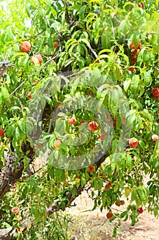 Ripe Juicy Peaches Ready for Harvest