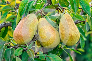 Ripe juicy pears hang on a tree branch in the garden. Copy space, harvest concept