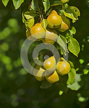 Ripe juicy pears on tree branch in garden