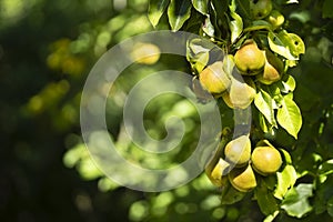 Ripe juicy pears on tree branch in garden