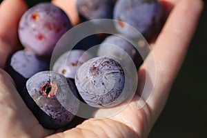 Ripe juicy plum fruits in a hand close up. Fresh organic plums growing in countryside