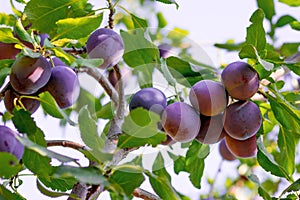 Ripe juicy plums on a tree branch on a sunny summer day_