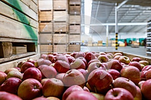 Ripe juicy red apples in a container. Production facilities of large warehouse - grading, packing and storage of crops
