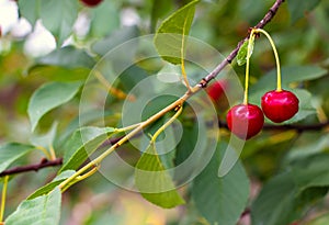 Ripe juicy red cherry on a tree with green leaves in summer