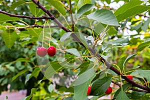 Ripe juicy red cherry on a tree with green leaves in summer