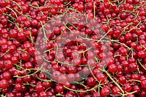 Ripe and juicy red currant berries