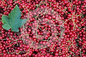 Ripe and juicy red currant berries