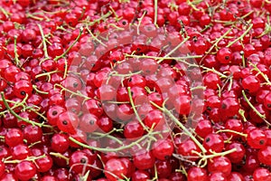 Ripe and juicy red currant berries