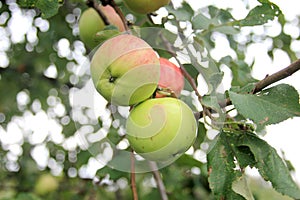 Ripe juicy red-green apples on a branch in a summer garden