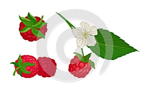 Ripe and Juicy Red Raspberry as Edible Fruit with Sweet Flavor Vector Set