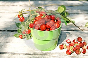 Ripe juicy red strawberries in a sunny summer day