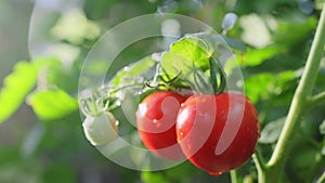 Ripe juicy red tomatoes with water drops on branch in greenhouse. Organic farm vegetables, food, fresh tomato cherry