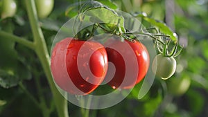 Ripe juicy red tomatoes with water drops on branch in greenhouse. Organic farm vegetables, food, fresh tomato cherry