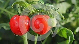 Ripe juicy red tomatoes with water drops on branch in greenhouse. Organic farm vegetables, food, fresh tomato cherry