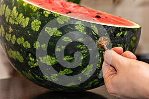 ripe juicy red watermelon with a dry tail, the determination of the ripeness