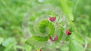 Ripe and juicy wild strawberries. Naure vegan berry food. Nature of europe. Close up.