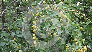 Ripe juicy yellow plums