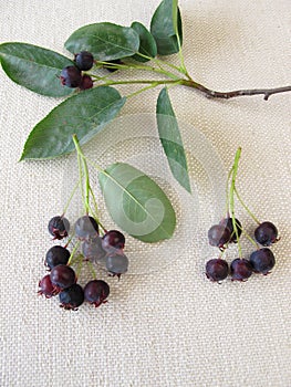 Ripe Juneberries