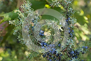 Ripe juniper berries on twig macro