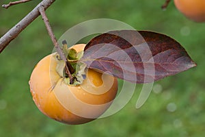 Ripe Kaki Fruit photo