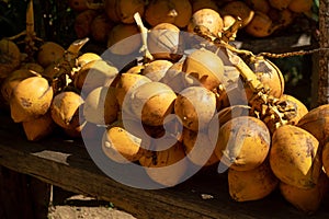 Ripe king coconuts in Sri Lanka
