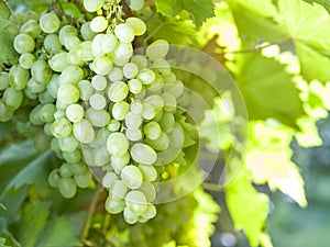 Ripe Kish-mish grapes on the vine.