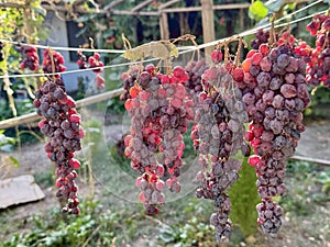 Ripe kishmish grapes drying naturally in sunlight. Traditional process of making raisins from seedless grapes outdoors.