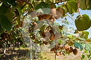 Ripe kiwi fruits