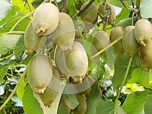 Ripe kiwifruits grown as an agricultural crop