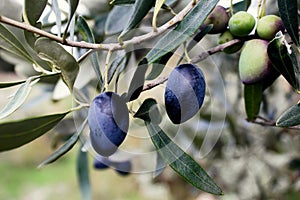 Ripe Koroneiki olives on olive tree in Messinia, Greece.