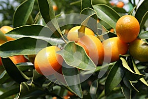 Ripe Kumquats