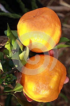 Ripe and large bergamots, being sharpened by a child's hand. photo